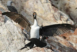 Guanay Cormorant