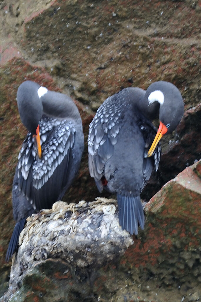 Cormoran de Gaimardadulte, identification