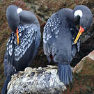 Cormoran de Gaimard