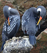 Red-legged Cormorant