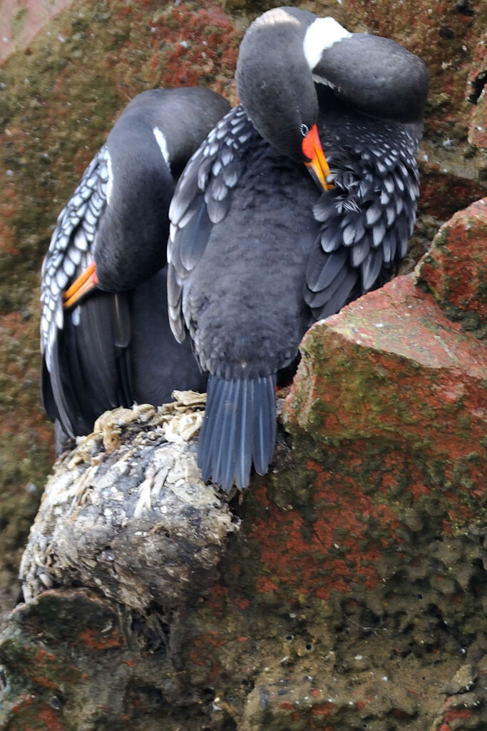 Red-legged Cormorantadult, identification