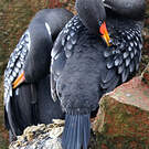 Cormoran de Gaimard