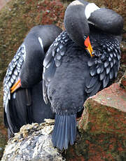 Cormoran de Gaimard