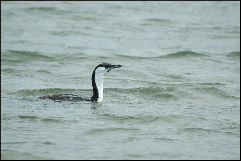 Black-faced Cormorant