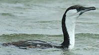 Cormoran de Tasmanie
