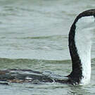 Cormoran de Tasmanie