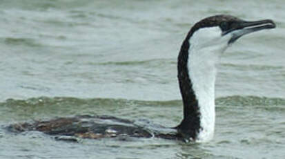 Cormoran de Tasmanie