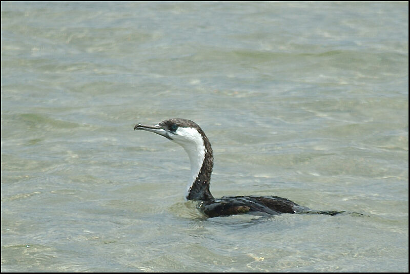 Cormoran de Tasmanie