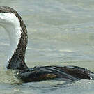Cormoran de Tasmanie