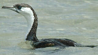 Black-faced Cormorant