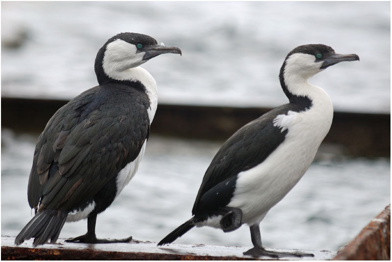 Black-faced Cormorantadult