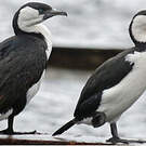 Cormoran de Tasmanie