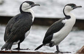 Black-faced Cormorant