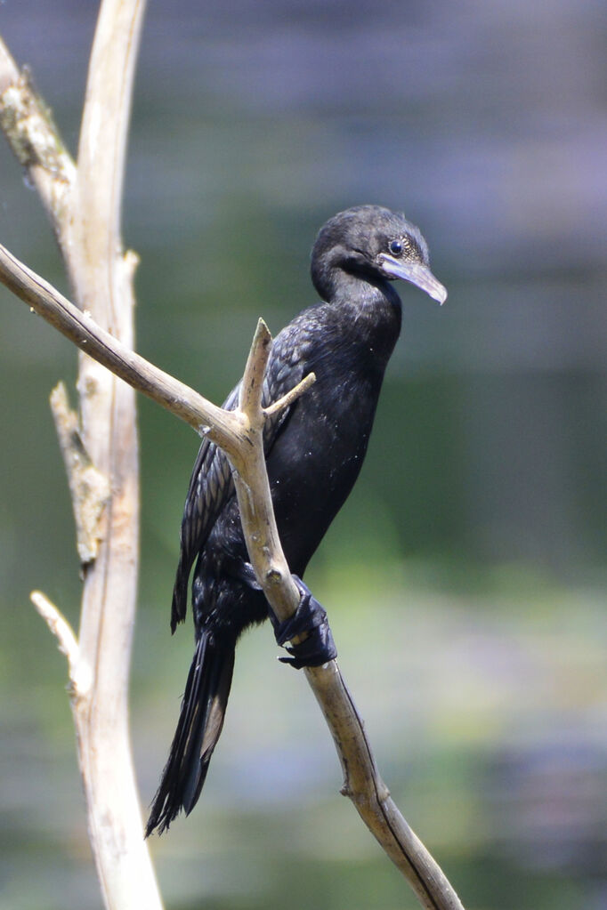 Cormoran de Vieillotadulte