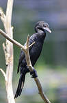 Cormoran de Vieillot