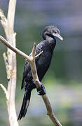 Little Cormorant