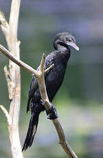 Cormoran de Vieillot