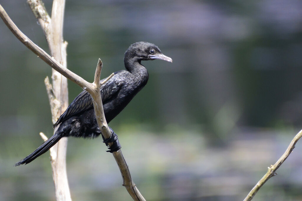 Cormoran de Vieillotadulte