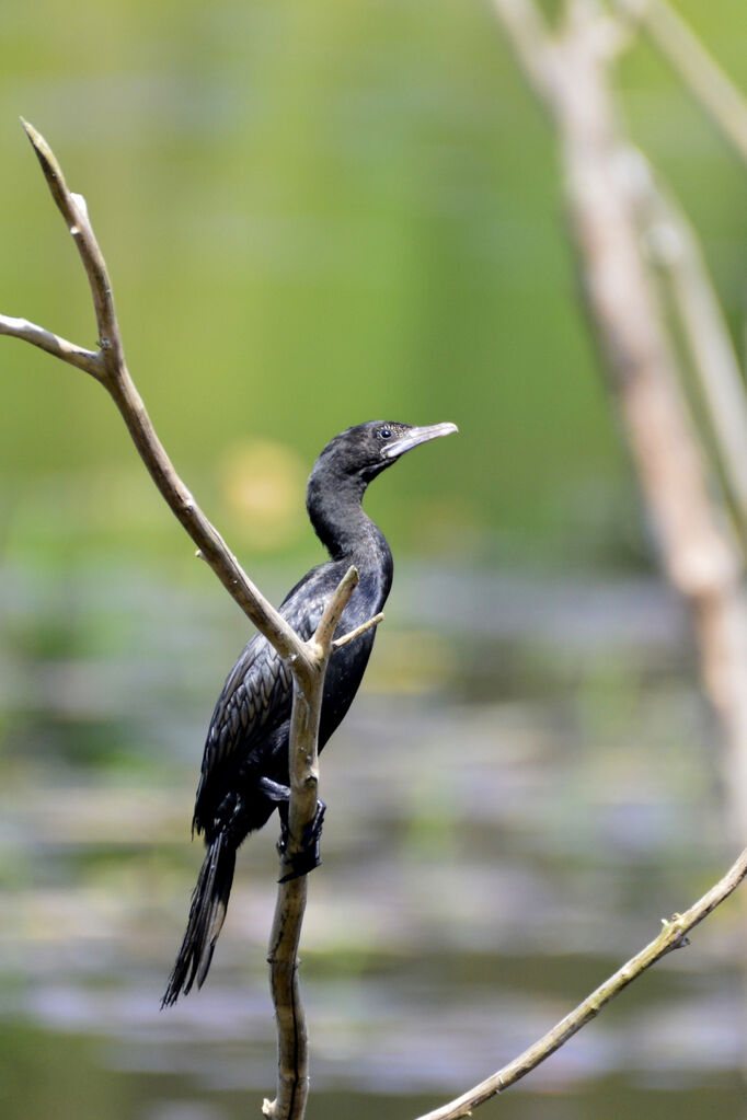 Cormoran de Vieillotadulte