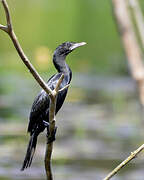 Cormoran de Vieillot