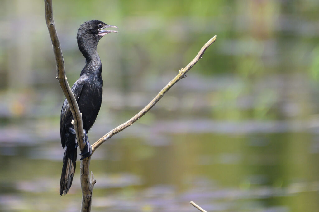 Little Cormorantadult