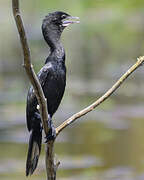 Little Cormorant