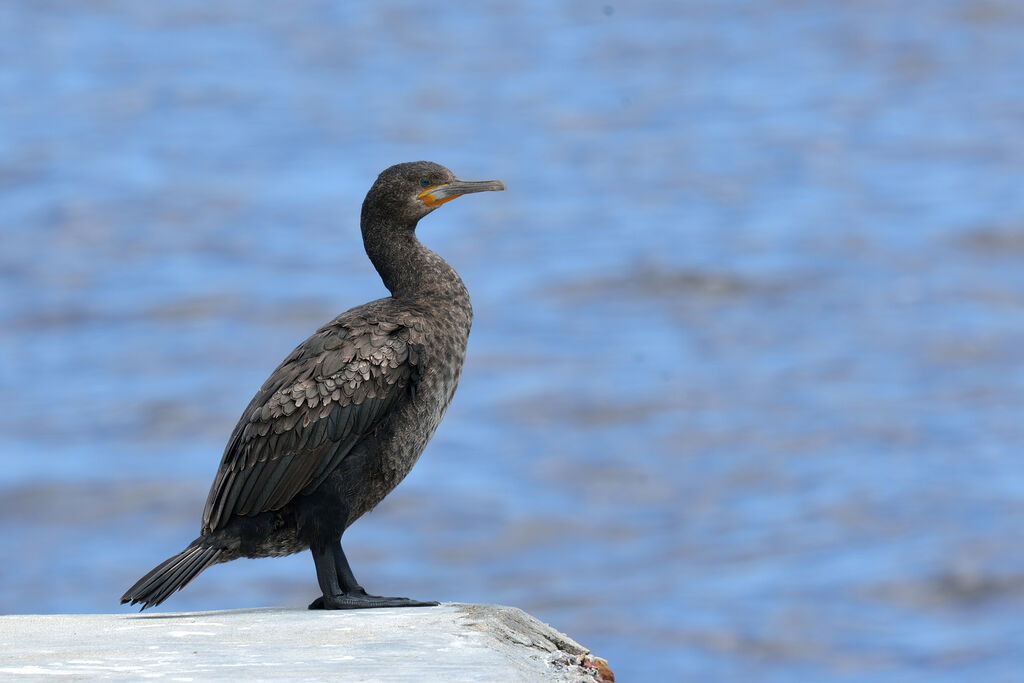 Cormoran du Capimmature