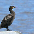Cormoran du Cap
