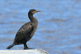 Cape Cormorant