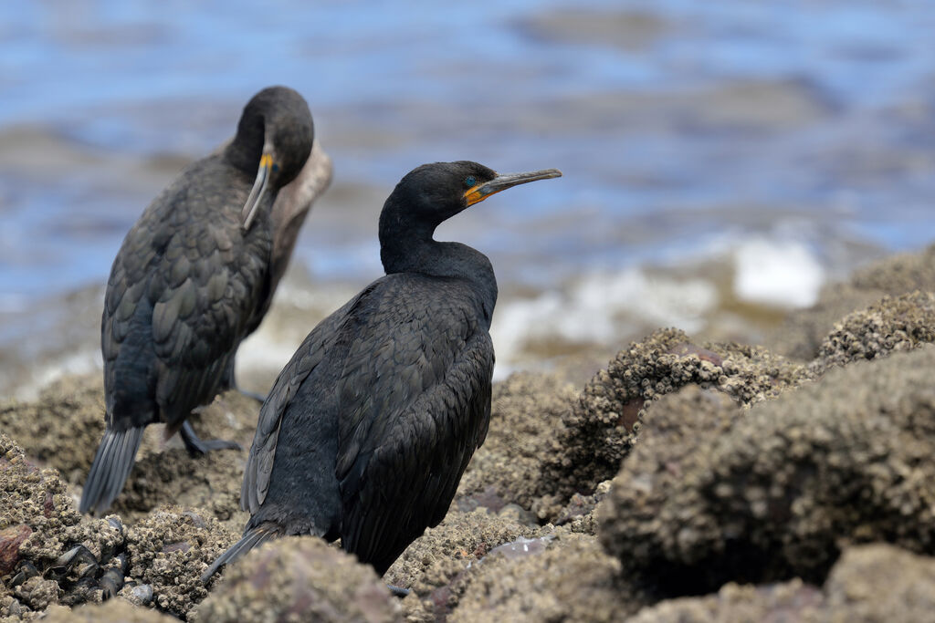 Cape Cormorantadult