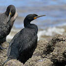 Cormoran du Cap