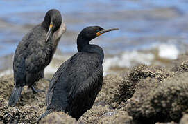 Cape Cormorant