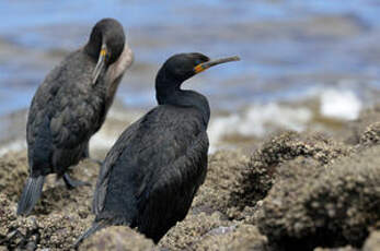 Cormoran du Cap