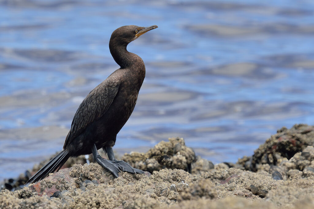 Cormoran du Capjuvénile