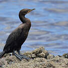 Cormoran du Cap