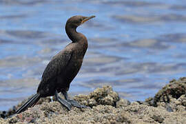 Cape Cormorant