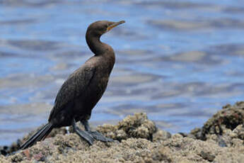 Cormoran du Cap