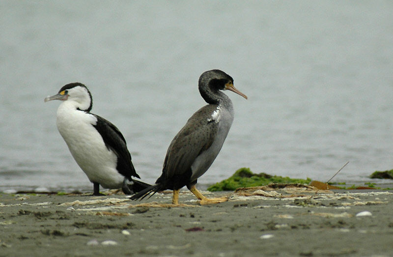 Cormoran moucheté