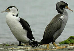 Cormoran moucheté