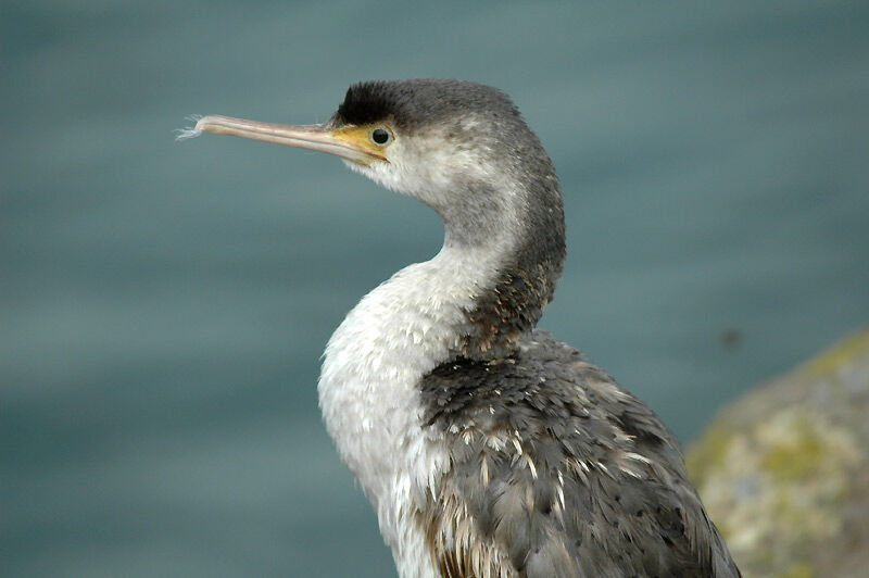 Spotted Shag