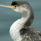 Cormoran moucheté