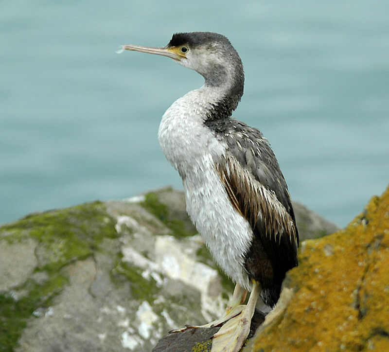 Spotted Shag