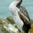 Cormoran moucheté