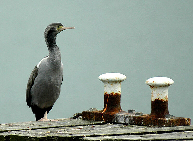 Cormoran moucheté