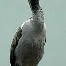 Cormoran moucheté