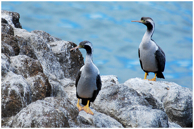 Spotted Shagadult post breeding