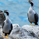 Cormoran moucheté