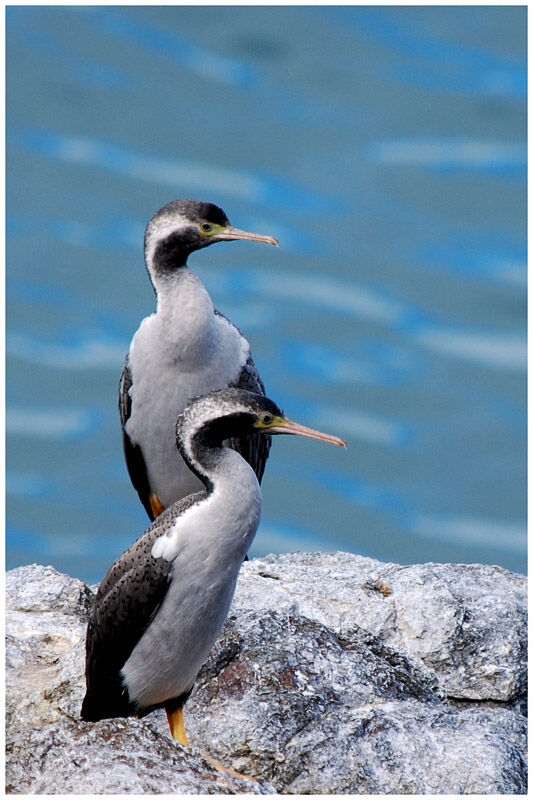 Spotted Shagadult post breeding