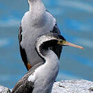 Cormoran moucheté