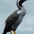 Cormoran moucheté